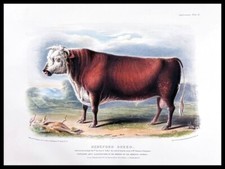 The Hereford Breed NEW Sign: 24x30