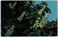 Postcard - White Horse-Chestnut Tree, Los Angeles State & County Arboretum - CA picture