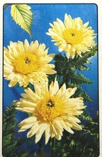 Vintage Arrco Yellow Flowers Playing Cards Deck Cincinnati Ohio SEALED picture