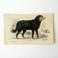 Antique Paper Print Newfoundland Dog Newfie Lizars Illustration 19th Century picture