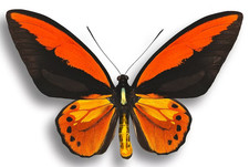 Ornithoptera croesus ssp. toeantei - RARE A1 MALE, Wings Unspread, Morotai Isl. picture