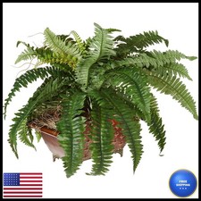 Nearly Natural Boston Fern in Metallic Planter picture
