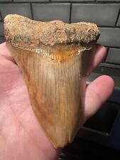 indonesian megalodon tooth Affordable Cool Colors picture