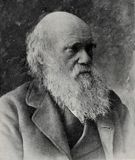 Charles Darwin Evolution Natural Selection 1901 Harper's Magazine Portrait Leaf picture