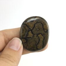 Stromatolite Smooth Worry Palm Stone 45mm 29g 1905-183 Fossil Specimen Mineral picture
