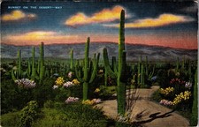 Vintage 1940s Arizona Sunset Desert Saguaro Cactus Linen Postcard picture