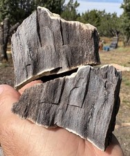 ☘️RR⛏️: 2 PCS Rare Fire Scarred Woodworthia Petrified Wood, NE AZ. 1.25 Lb🔥 picture