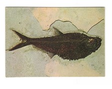 Diplomystus Green River Formation Ulrich's Preparatory Diamondville WY postcard picture
