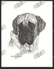 #317 BULL MASTIFF portrait dog art print * Pen and ink drawing by Jan Jellins picture