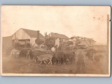 c1910 Farmers Hogs Pigs Steam Traction Engine Tractor RPPC Real Photo Postcard picture
