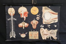 Antonio VAllardi Anatomical Poster Table IV Sense Organs Nervous System 1940s picture