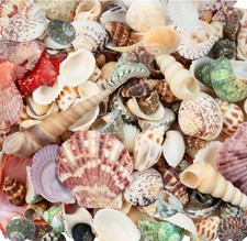 200 Pcs Sea Shells Bulk Mixed Ocean Beach Seashells for Kids, Various Sizes Na.. picture