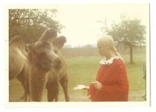 Vintage Pretty Blonde Woman Feeds Camel in Red Sweater 1960s Photo picture