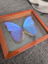 Blue Morpho Butterfly Framed Specimen picture