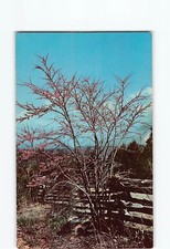 Redbud Tree H-50779 picture
