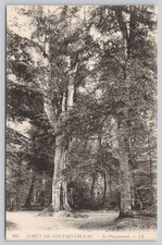 Fontainebleau Forest 