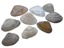 (3C) Atlantic City Surf Clam Shells Beach Craft - Lot of 10 picture