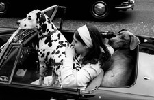 Young British woman waiting a convertible car two dogs A dalmatian- Old Photo picture