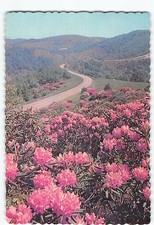 Rhododendron In Bloom G-78296 picture