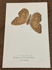 Antiq REAL Butterfly Neope Goschkevitchii Nawa Entomological Japan 1910 Postcard picture