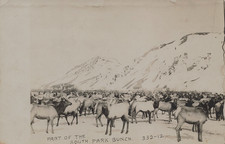 SOUTH PARK BUNCH ANTELOPE PRONGHORN POSTCARD JACKSON HOLE WY WYOMING 1912 RPPC picture