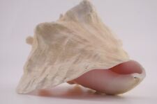Conch Shell - 1.8 lbs - 5