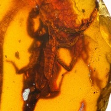 HUGE SCORPION / Burmite amber fossil / 100% genuine picture