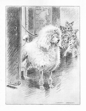 Poodle 
