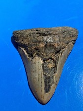 Nice Megalodon Found Diving Off Wilmington Nc 4.32 picture