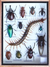 Real centipede and Mix Of  Insect Taxidermy In Wooden Box Display picture