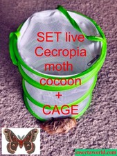 Cecropia moth (Hyalophora cecropia) - LIVE COCOON in DIAPAUSE   + CAGE 9 x 11