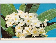 Plumeria Blossoms G-62799 picture
