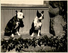 GA310 Approx 1930s Original Photo BOSTON TERRIER AMERICAN STAFFORDSHIRE TERRIER picture