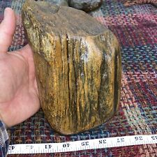 Large Piece Of Perfectly Preserved Agatized Wood Multi Colored Dense picture
