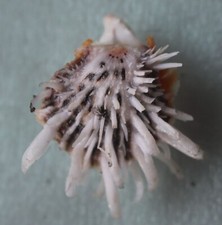 spondylus albibarbatus 36mm F+++ caught in Siargao island EP JAN 174 2023 picture