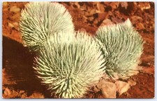 Silversword on Haleakala a rare plant in Hawaii National Park Hawaii Postcard picture