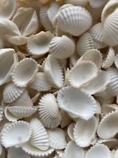 200 Small White Sea Shells (3/4-1 1/2