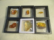 SIX BALTIC AMBER SPECIMENS WITH INSECT INCLUSIONS LOT picture