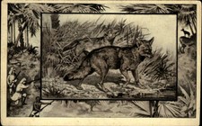 Jackal Africa Hunting Safari c1909 Vintage Postcard picture