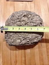 Helderberg Devonian Brachiopod Fossil Rock Mortality Plate Sea Bed Mucrospirifer picture