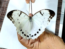 morpho luna A1 picture