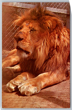 c1960s Columbus Zoo Ohio African Lion Postcard picture