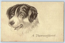 c1910's A Thoroughbred Dog St. Peter Minnesota MN Posted Antique Postcard picture
