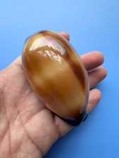 89.2mm | Cypraea Talpa | F+++ GEM | GIANT size | Beautiful shell picture