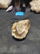 Petrified Opalized Specimen Natural Form (13oz) picture