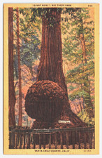 Big Trees Park Giant Burl Santa Cruz California Postcard #1859 picture