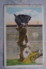Vintage c. 1934 Postcard b: In the Bear's Den Zoological Garden San Diego CA picture