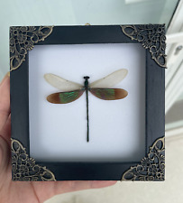 Real Wings Dragonfly Framed Preserved Insect Specimen Wall Decor Handmade picture