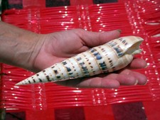 1 Giant Marlin Spike Seashell 7 1/2