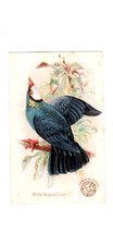 1898 (J2)  #5 White Headed Dove, Arm & Hammer New Series Beautiful Bi Large Size picture